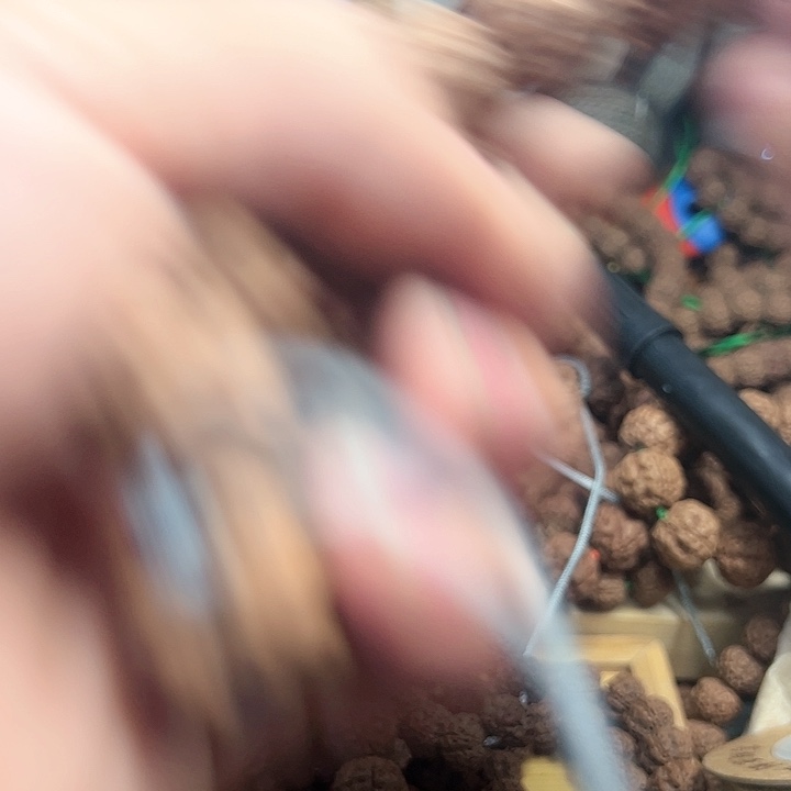 金刚菩提吊坠?****子帝王花