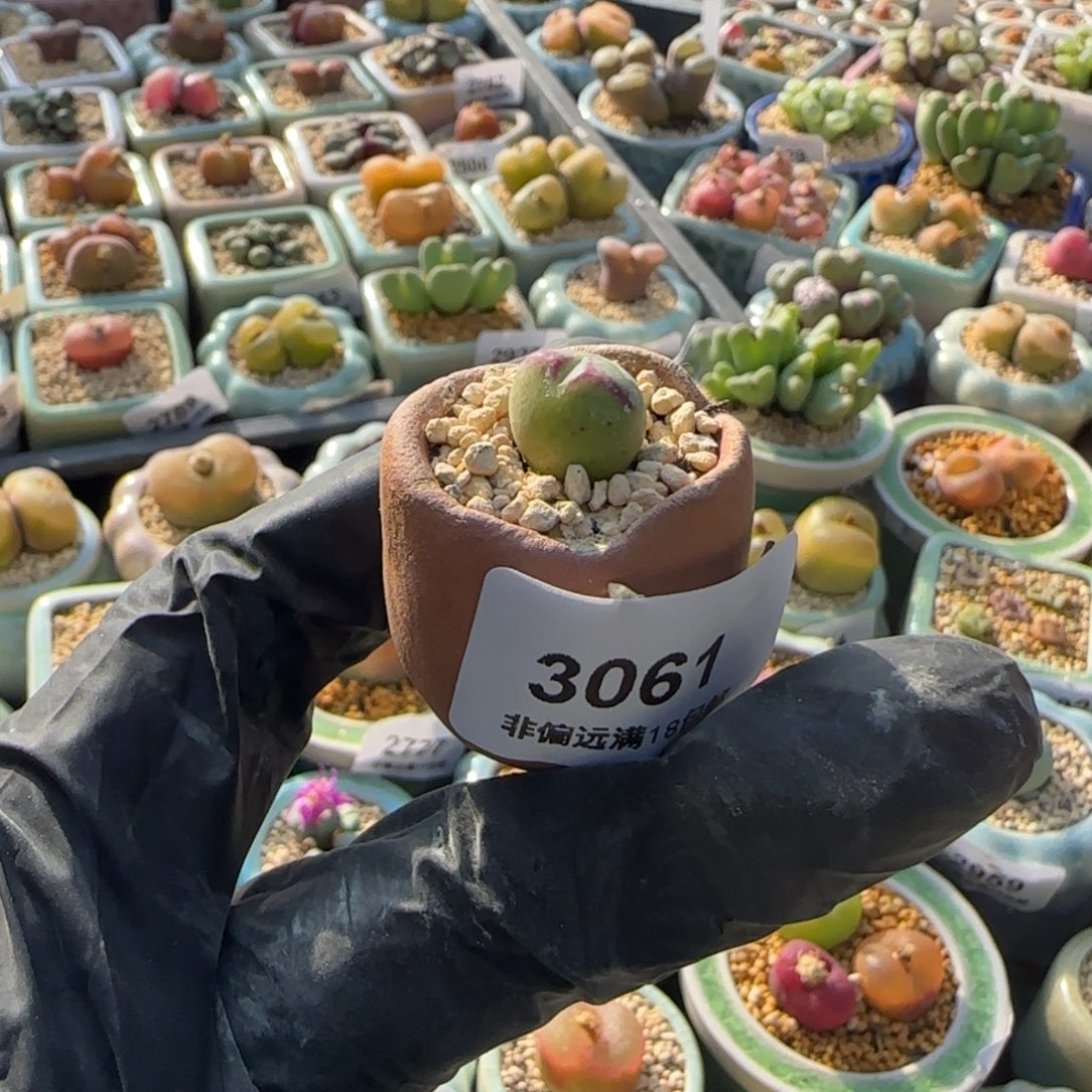 3061--一物一拍 带盆