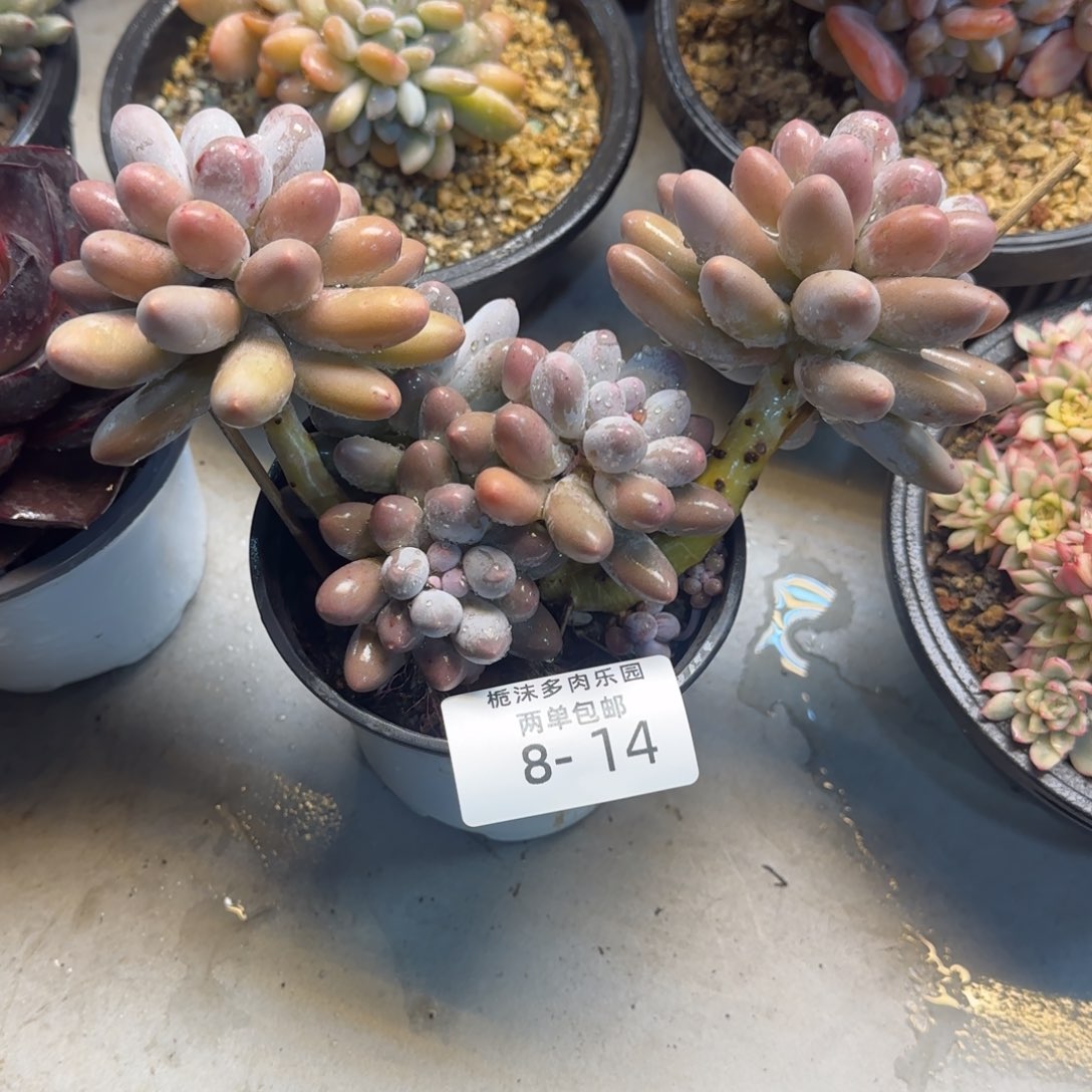 瑾***y8-14汤圆多肉植物