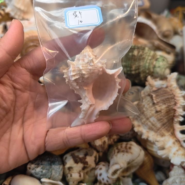 石材天然海螺贝壳寄居蟹替换壳