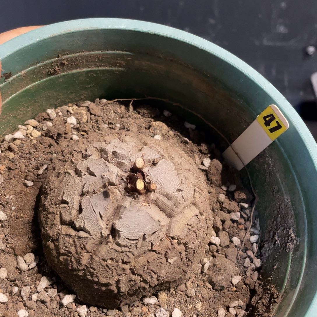 龟甲龙47号不退换