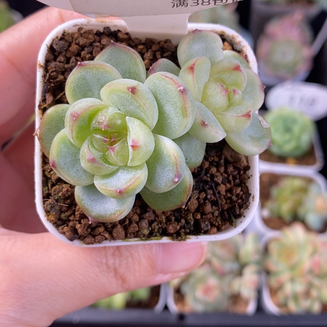 胖珍妮双头带仔122号