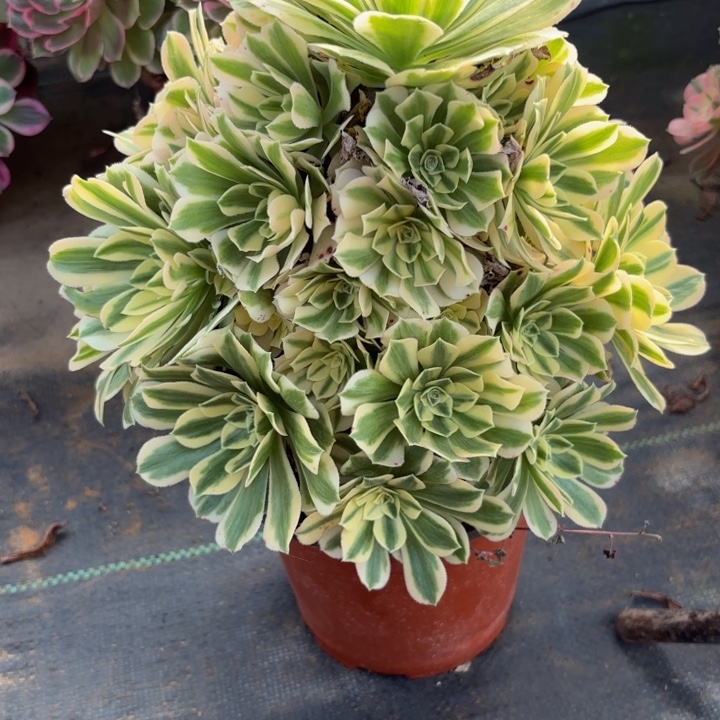 随便，，。。。。231迈。，