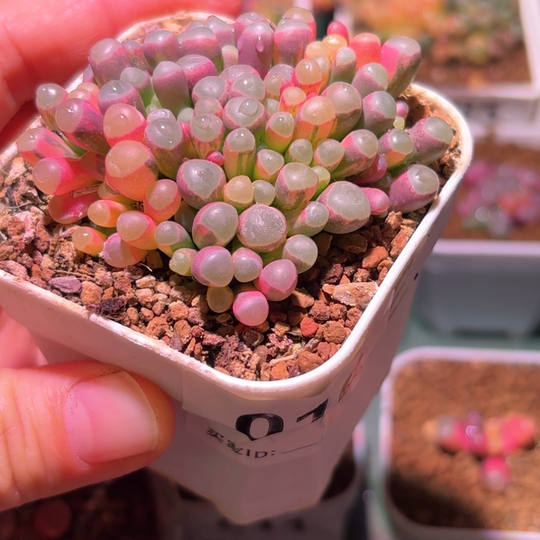 16号五十铃玉锦多肉植物锦一物一拍带盆土发货