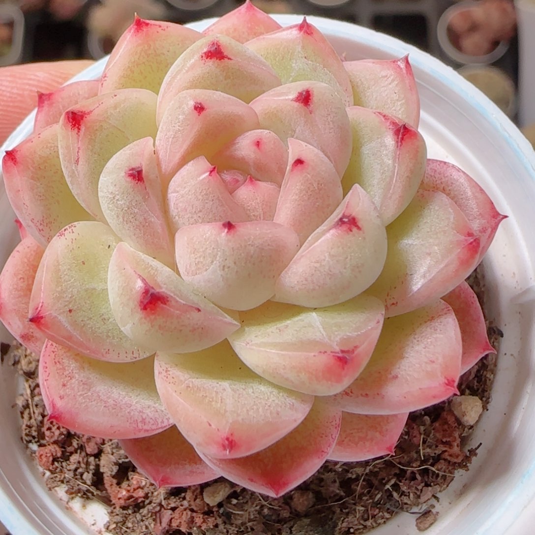 ****～花语多肉1209-255