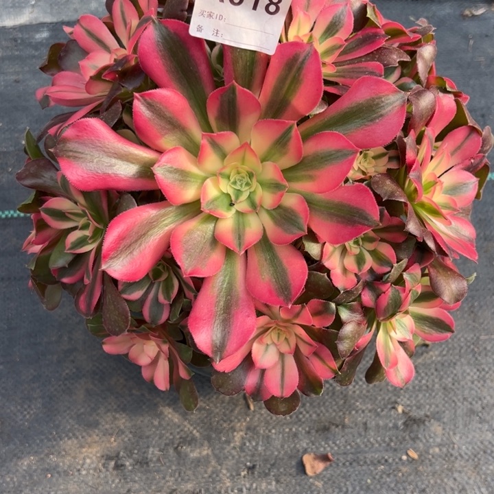 江**庄618香妃25厘米左右