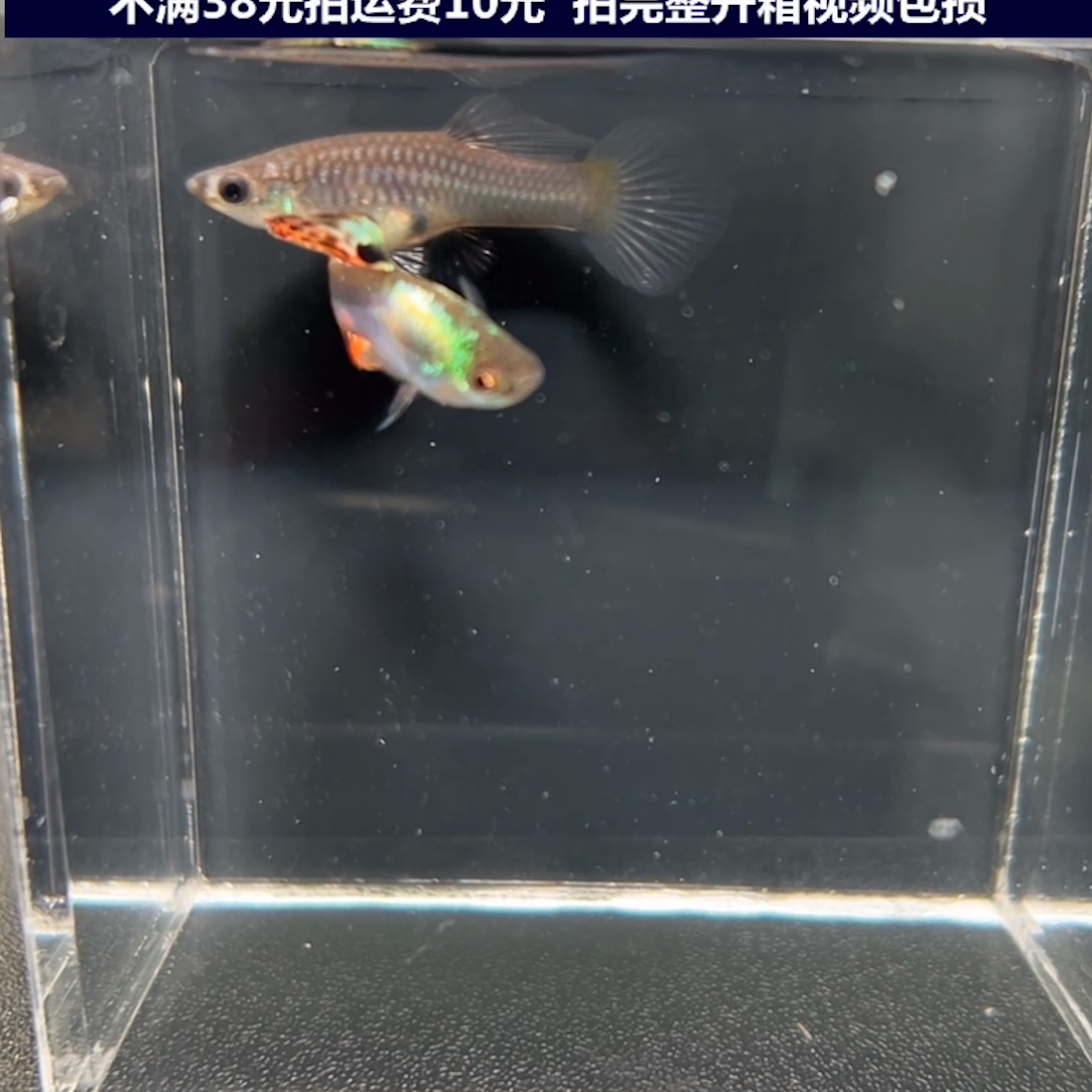 孔雀鱼多彩琴尾一对