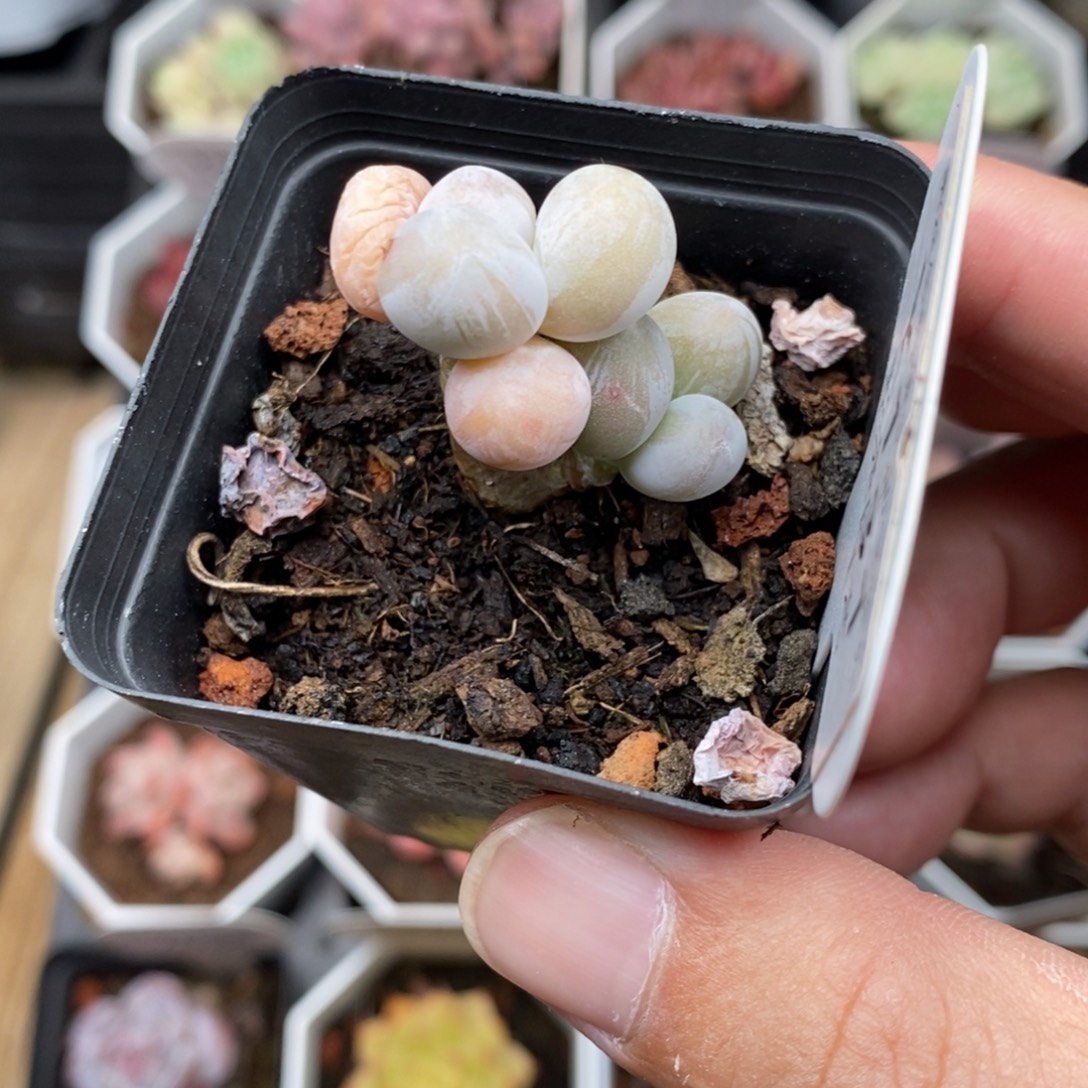 0131 原始奶 2.5cm 