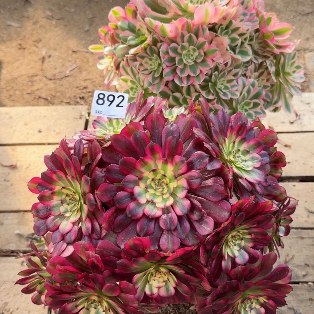 【闪购商品】892多肉