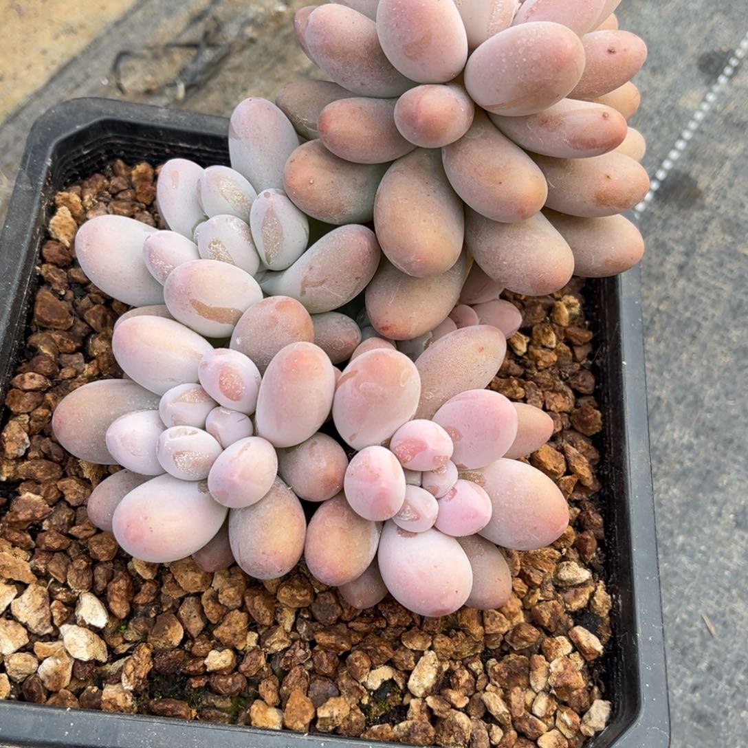 多肉植物大叶汤圆