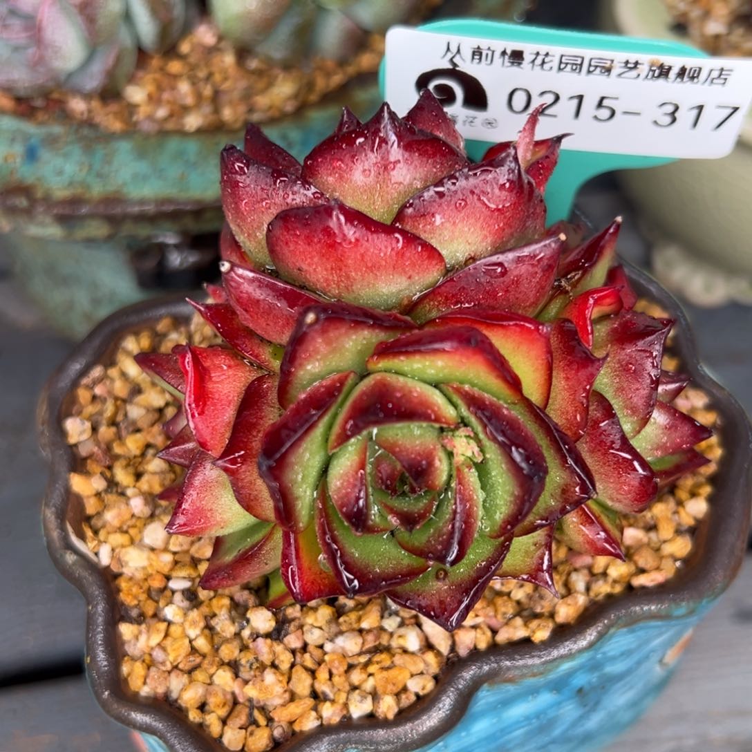 从前慢多肉精选编号0215.317