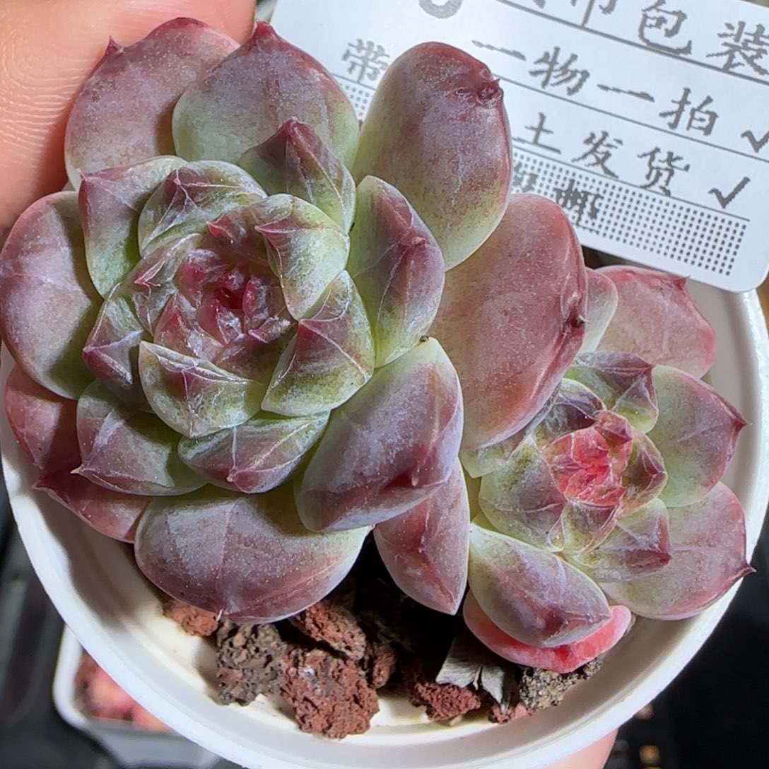 1110-----555秘境冰魄双头