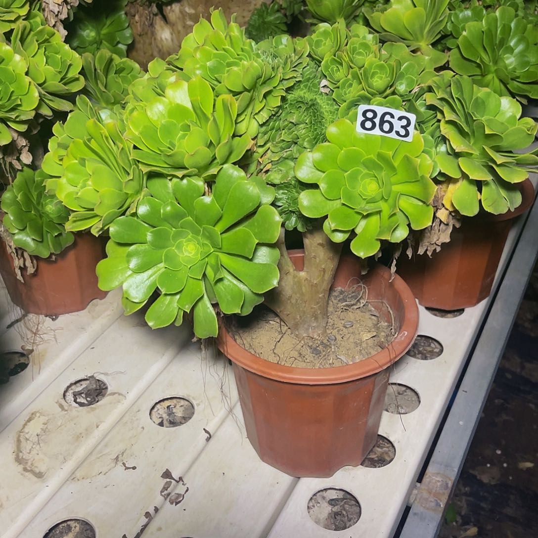 法师法师7–35包邮法师