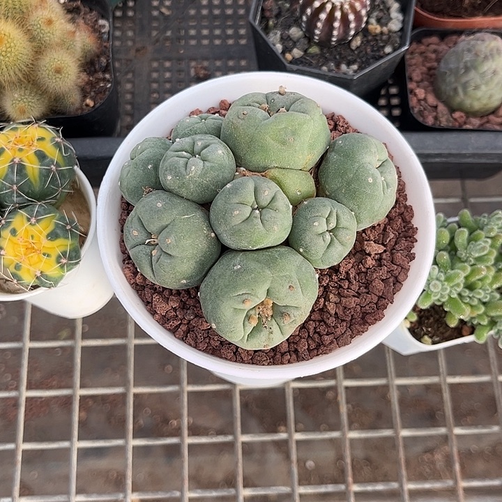 ₍***米我也不知道我为什么要这样