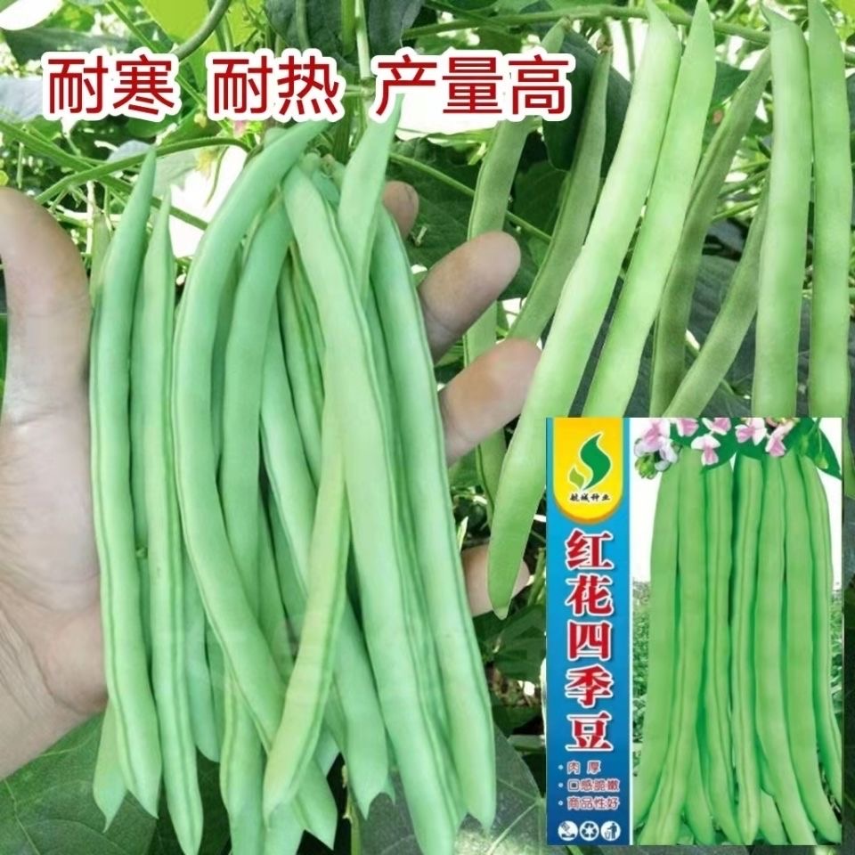 【满5包包邮】红花四季豆种子高产架豆耐寒耐热蔬菜种子