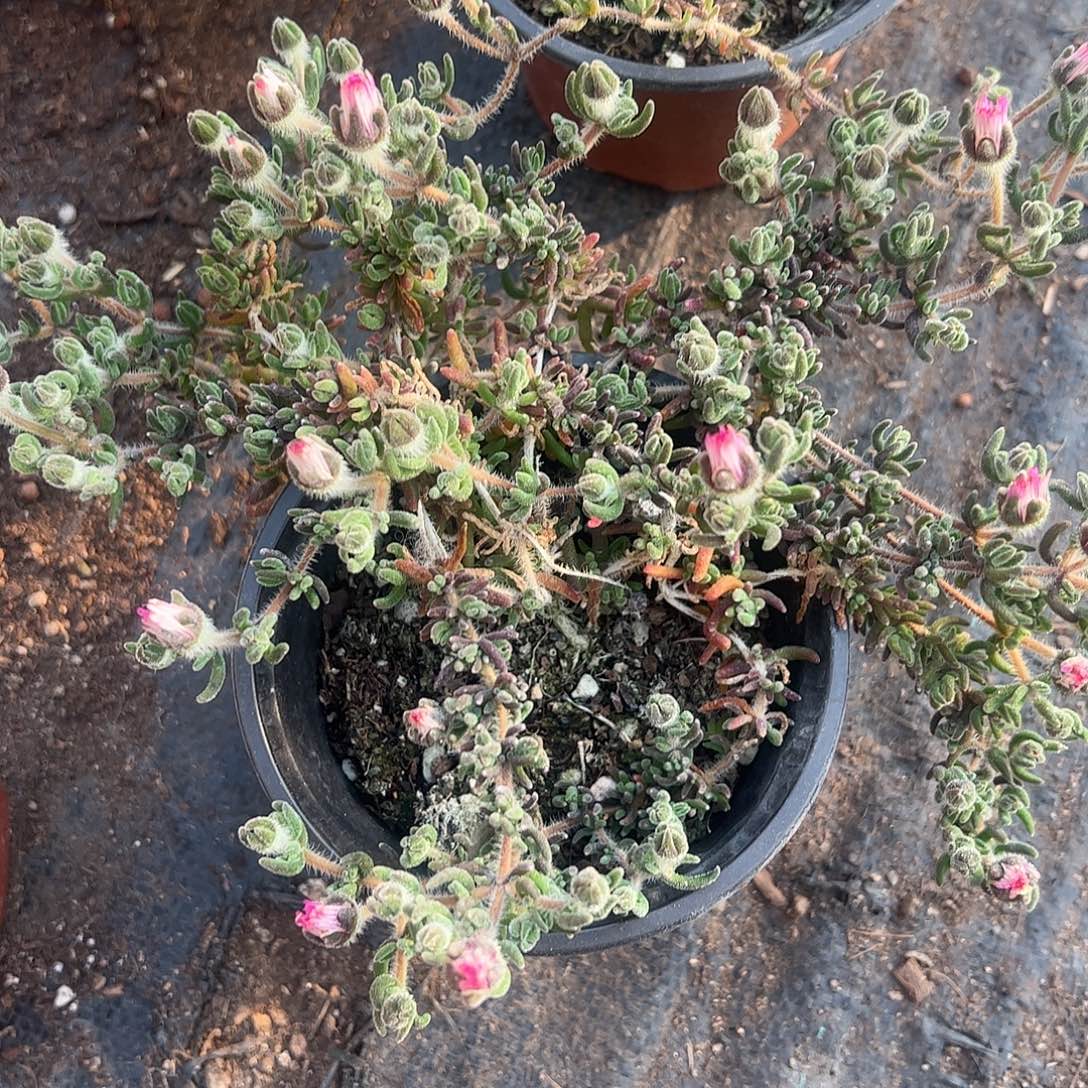 枝干狐尾大盆一个