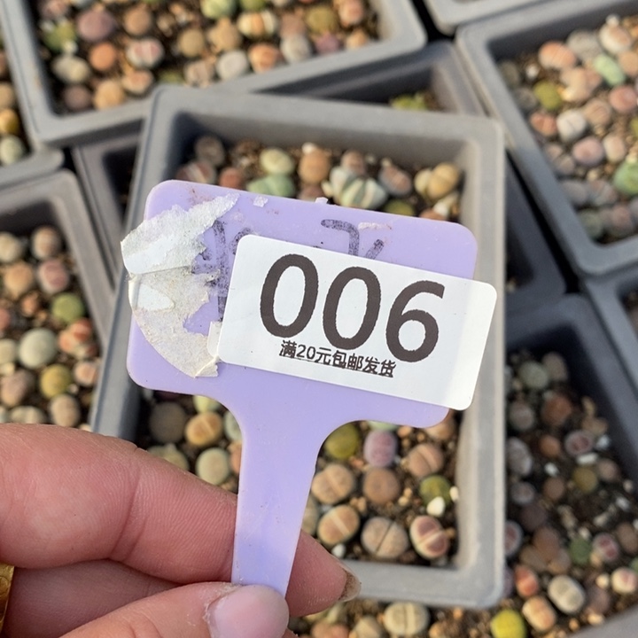 初***琪生石花等植物的生长006