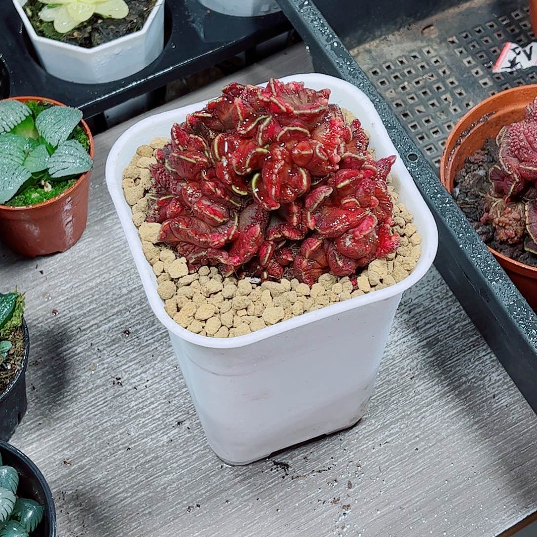 玉露多肉一勿一拍
