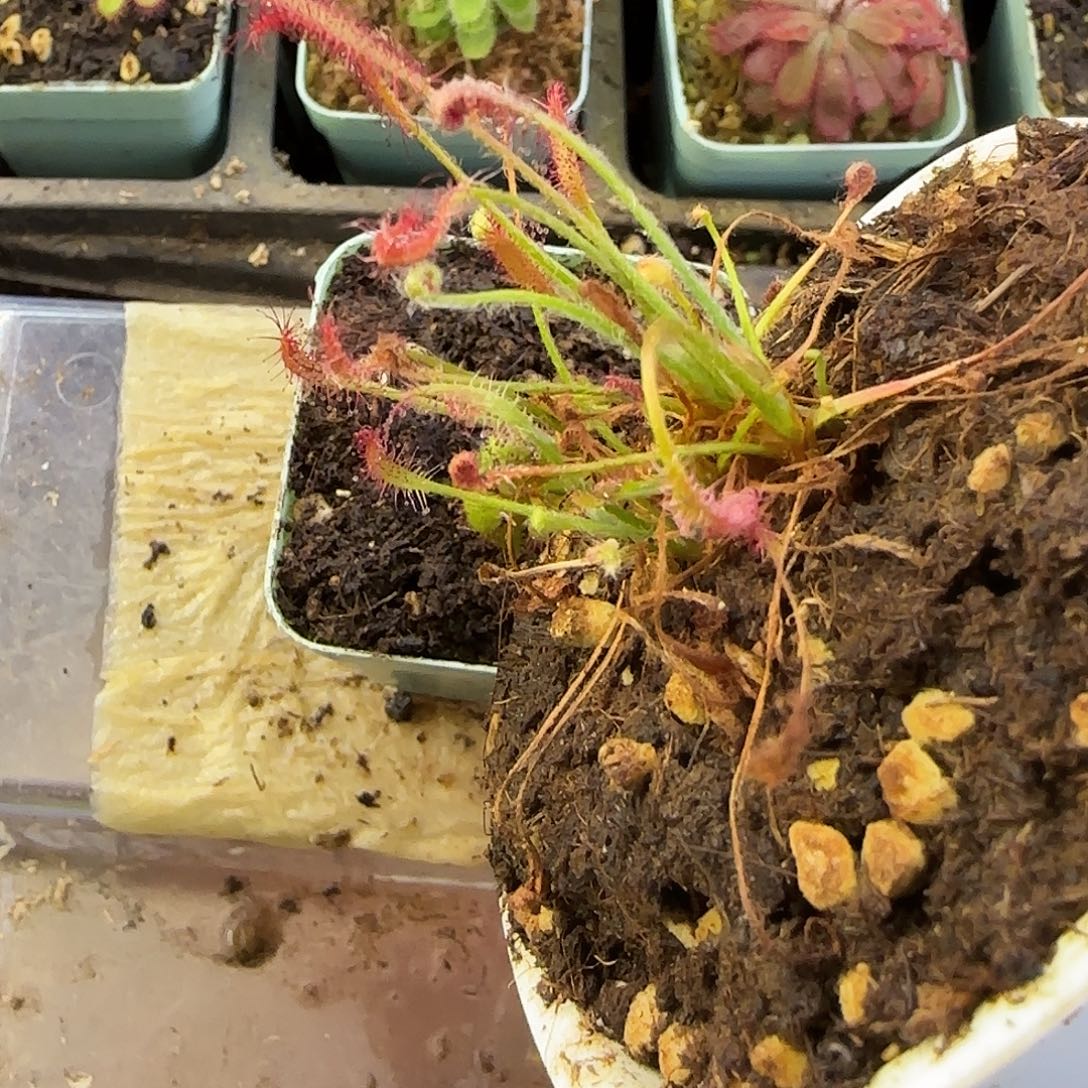 阿***啊完全开放艳红茅膏菜