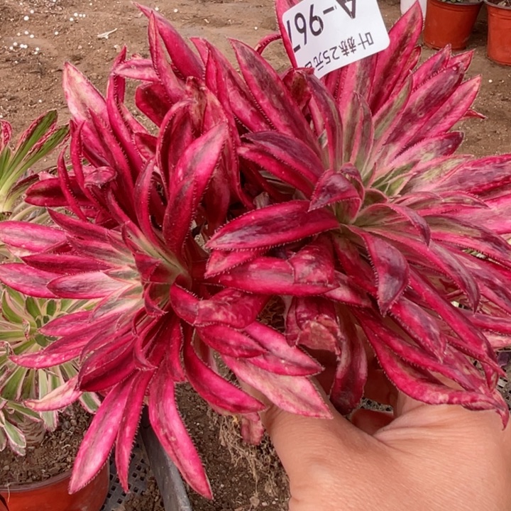 967朱雀多肉123456789