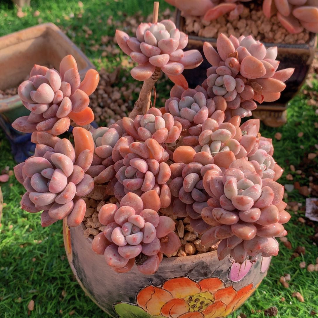 花瓣鹿14 公分一物一拍