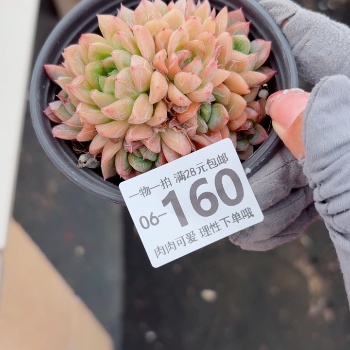 爱莎多肉植物多肉植物多肉