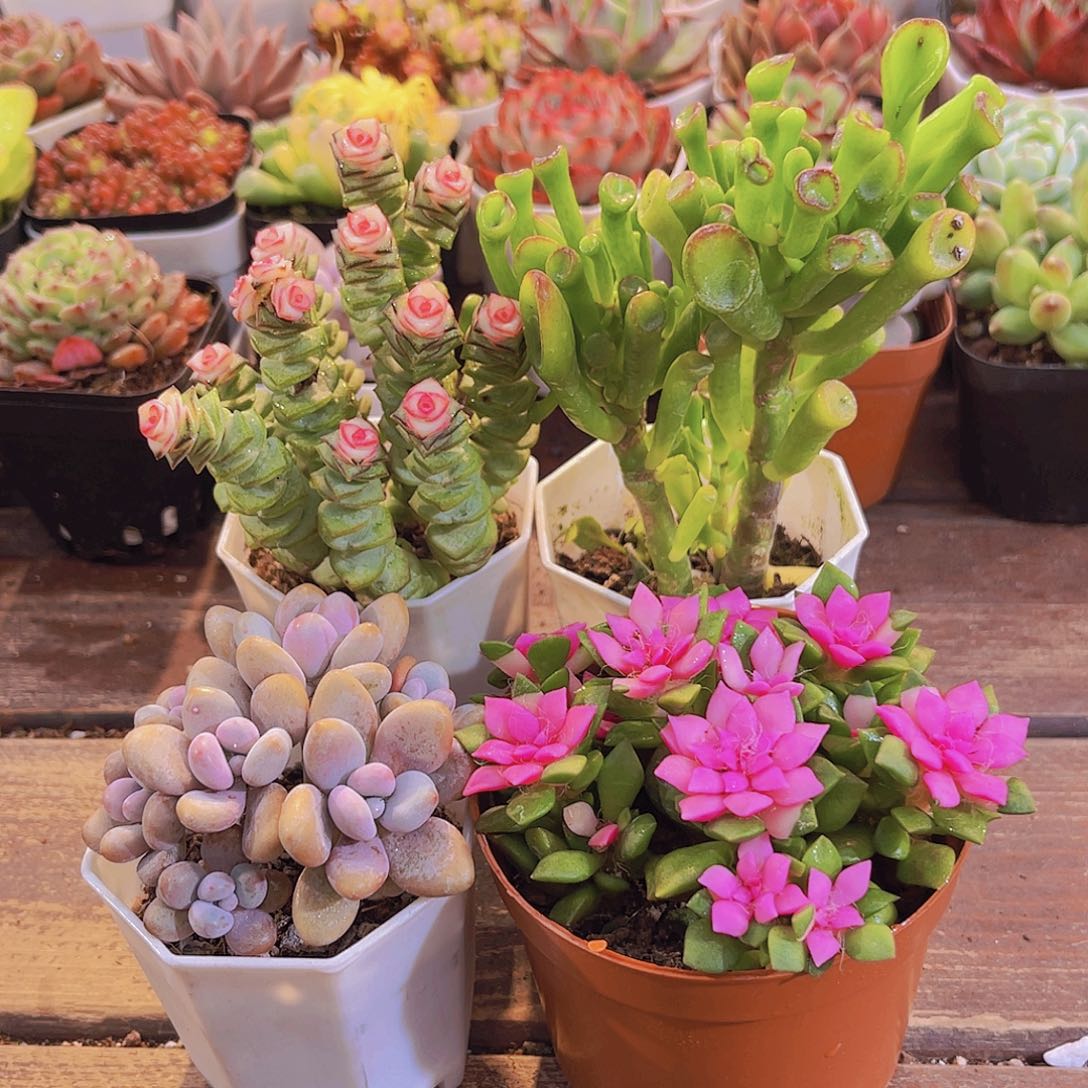 钱串锦➕吸财树➕吹雪➕桃蛋