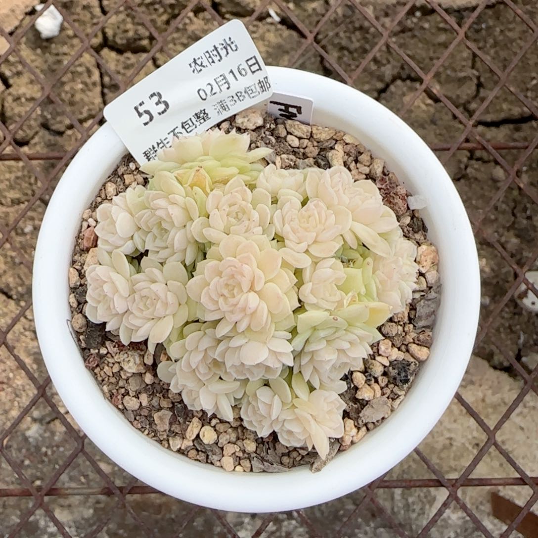 哈****堡【闪购商品】0216-53（fm-74）