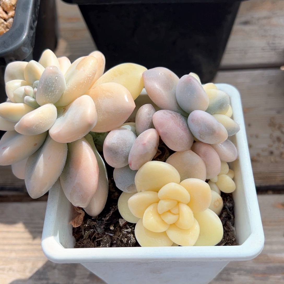 洛神锦有砍多肉植物