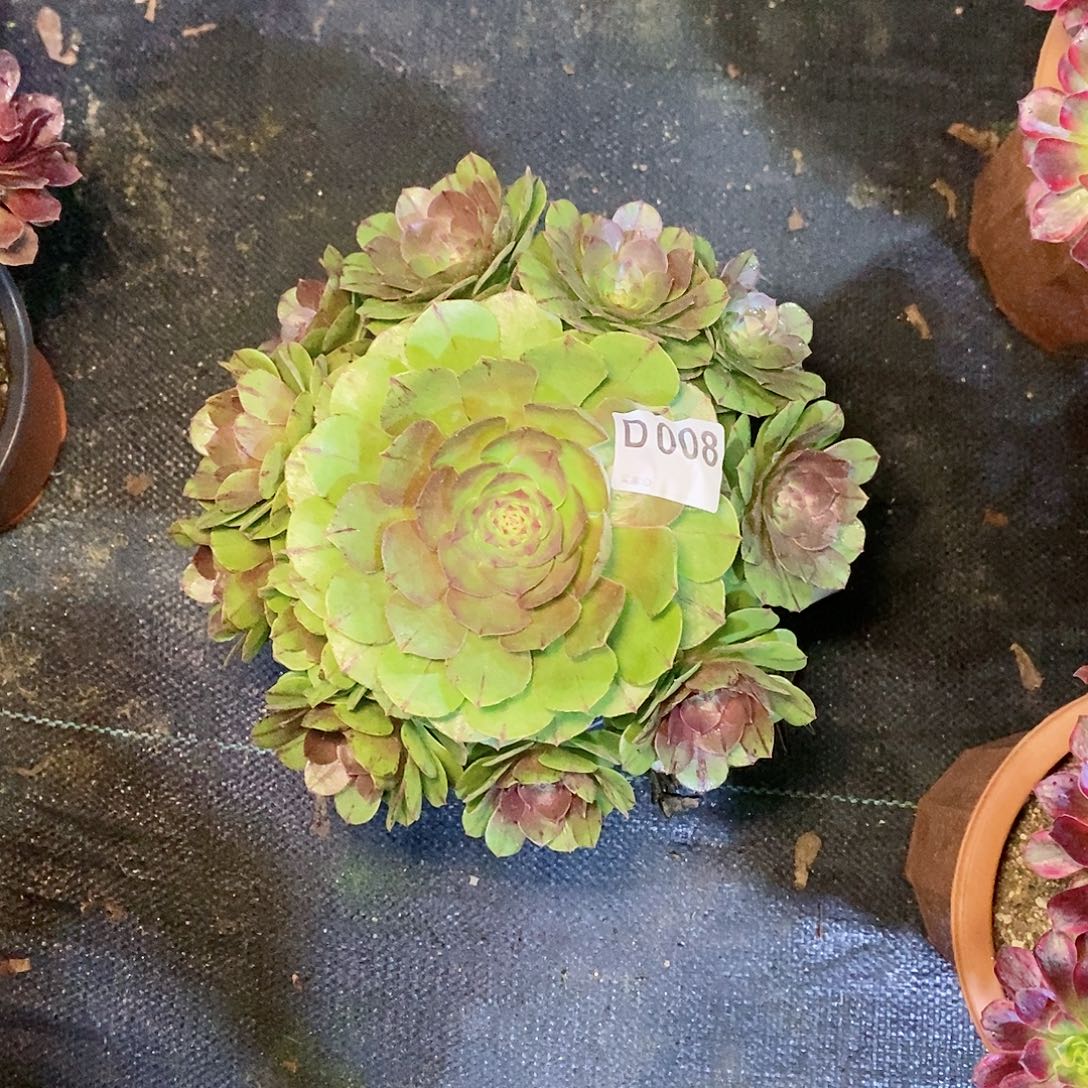 春***开万拉丝008多肉11111