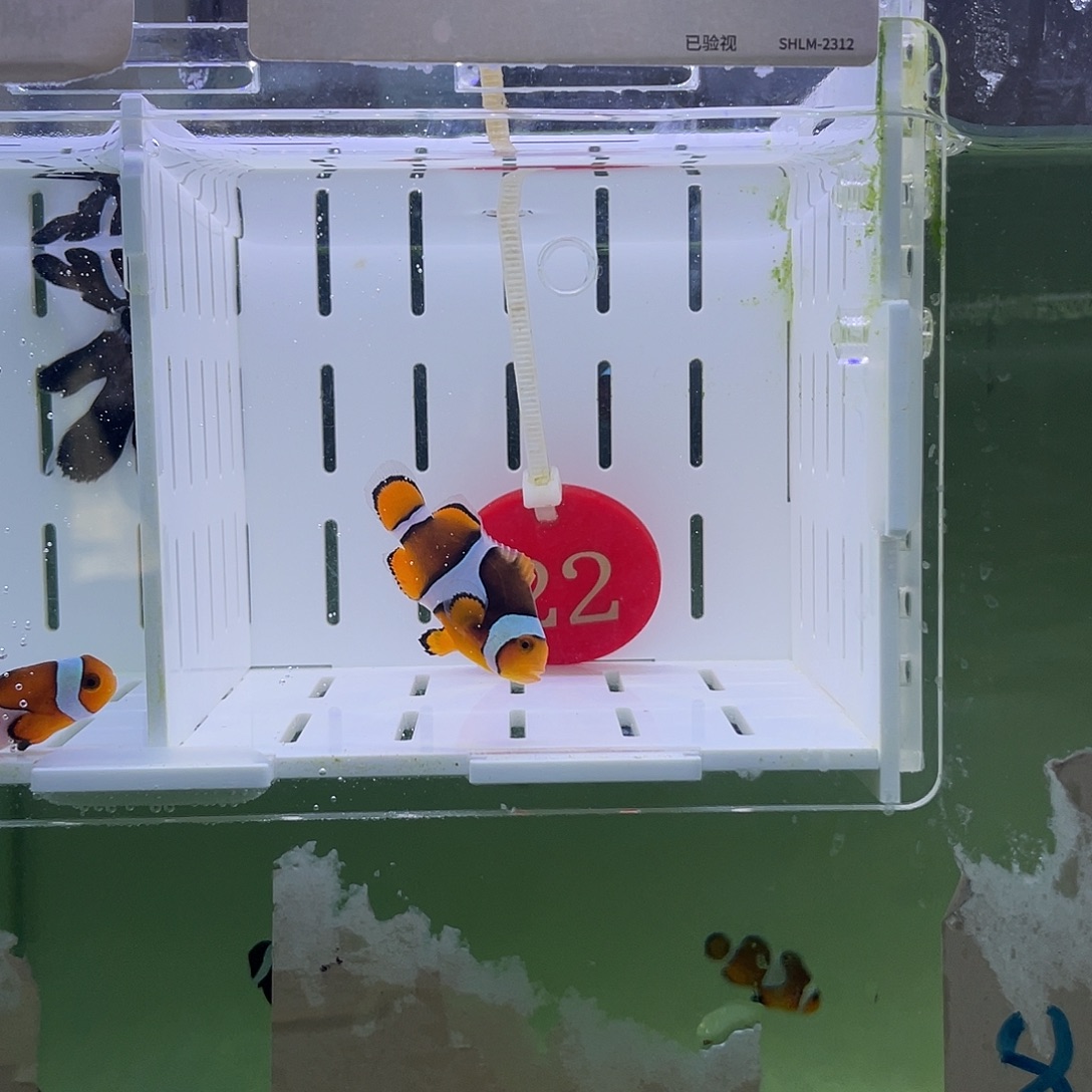 海水鱼人工黑背心