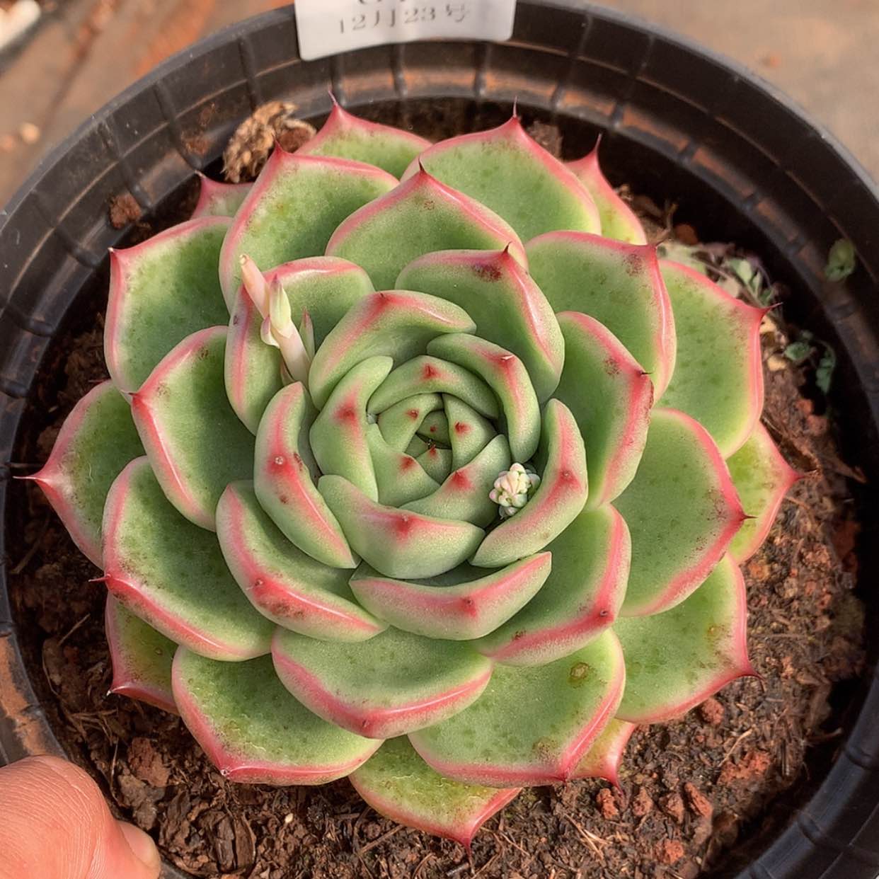 【闪购商品】云612