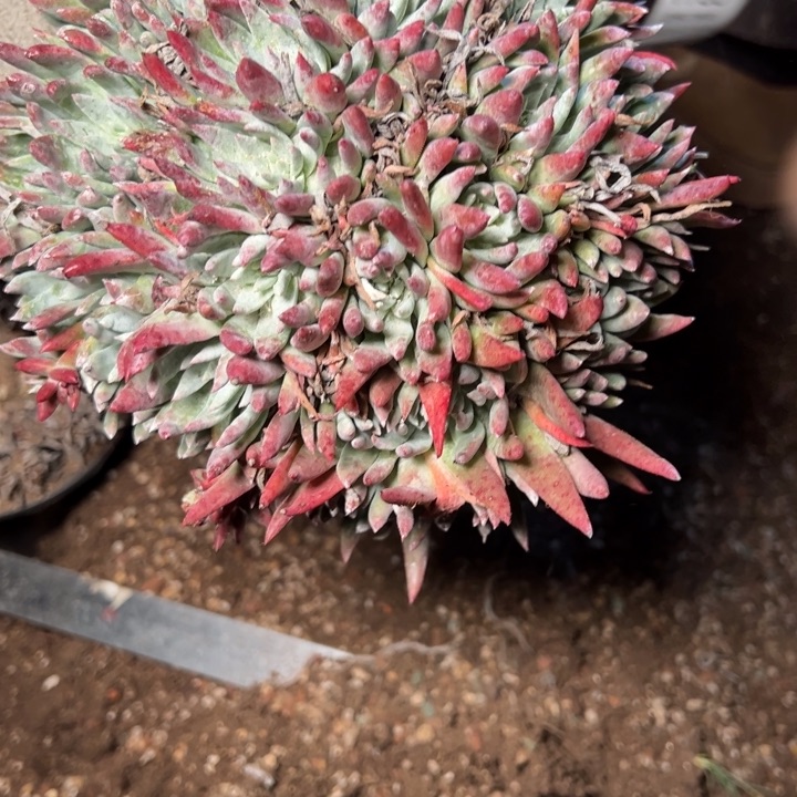 1785哈哈哈哈哈哈哈哈