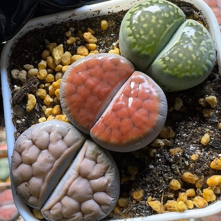 生石花1111112。   306