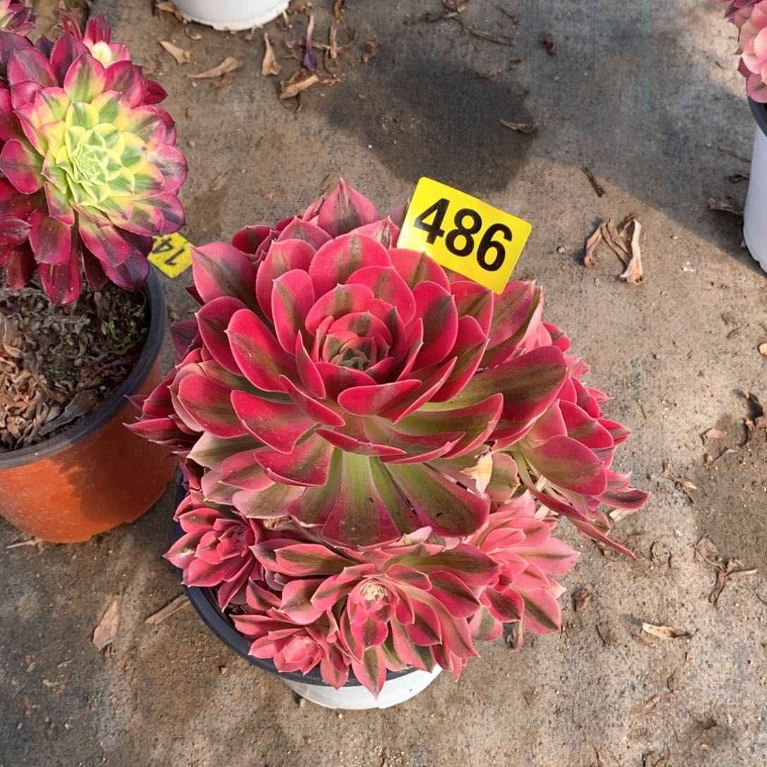 粉女巫多肉法师486