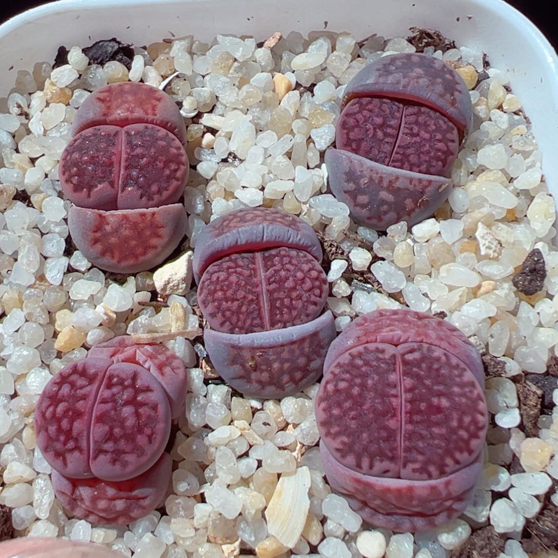 0204-184多肉多肉