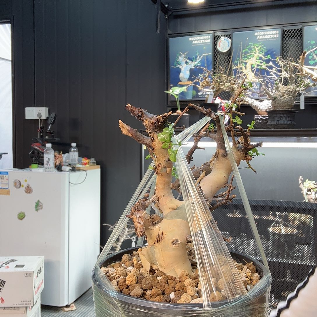 正白皮卡塔夫建议寄养