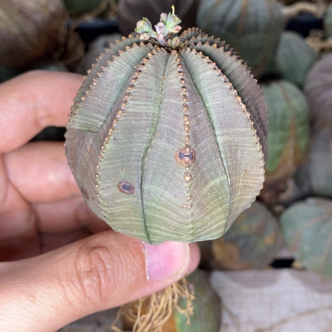****欧系实生布纹球多肉植物打包价