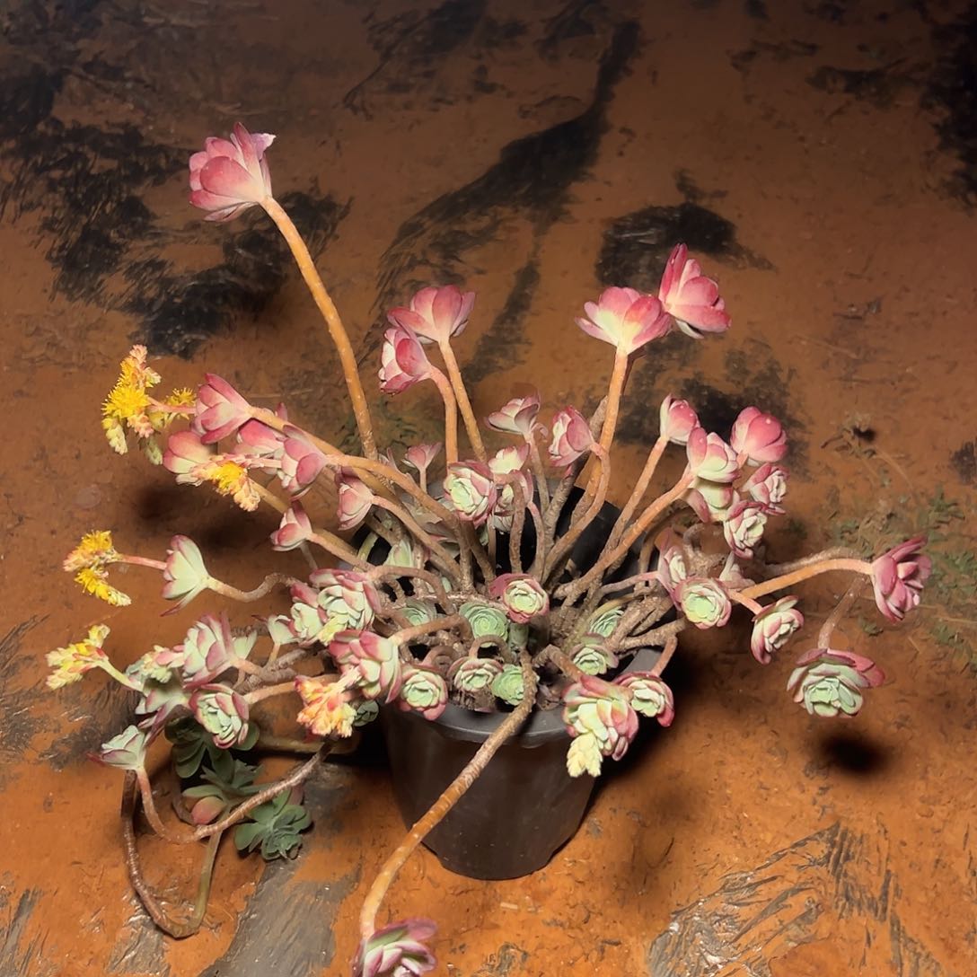 圆叶薄化妆多肉一颗发货