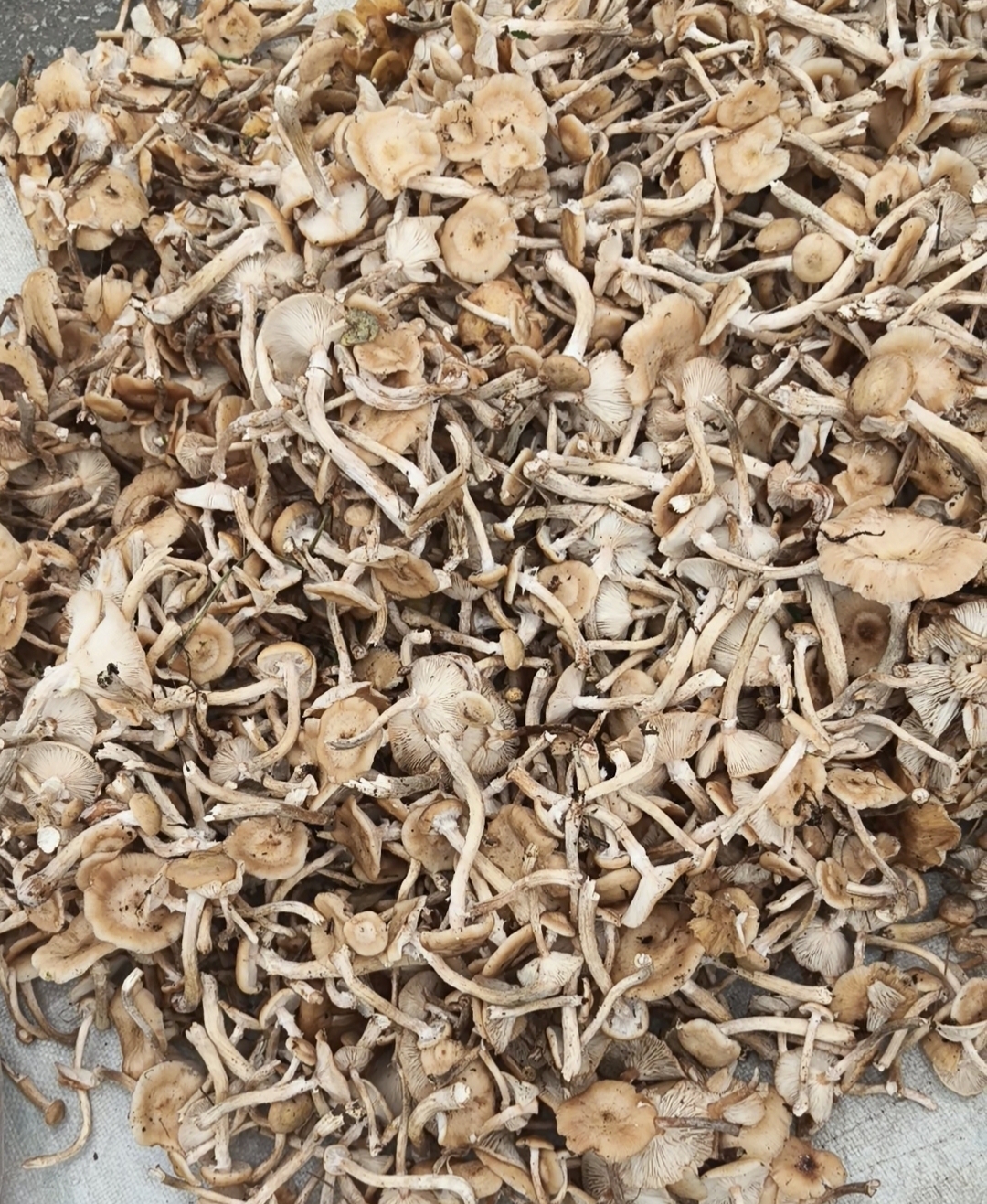 野生榛蘑（抚远大山里第一茬榛蘑）