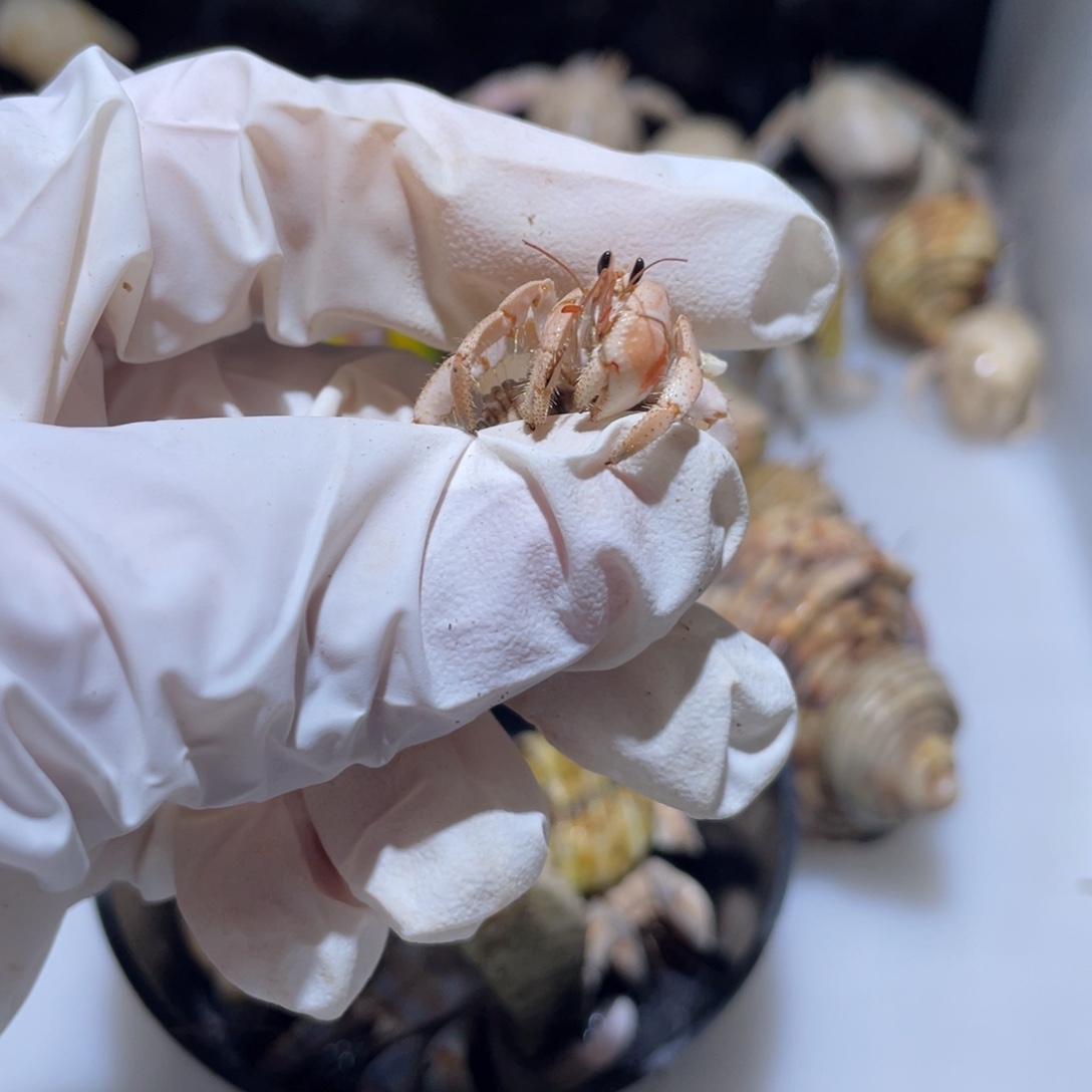 W3 紫陆通体小奶桔色1.1口