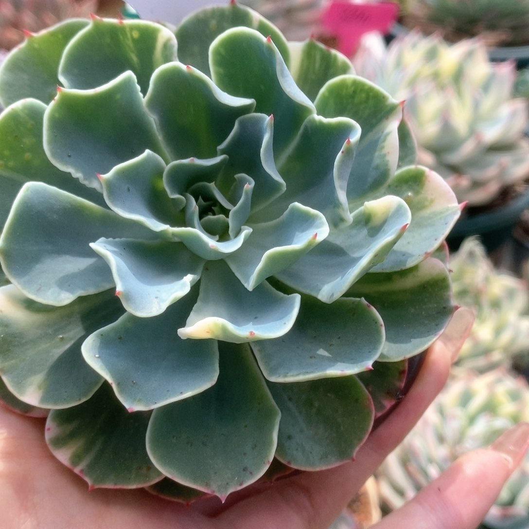 C011海啸锦锦锦锦锦锦