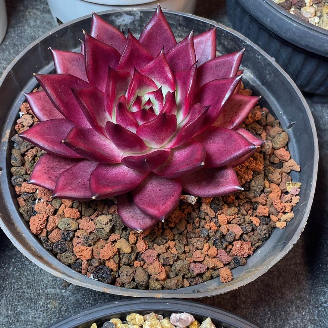 多肉植物一物一拍