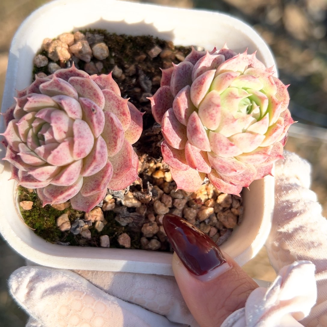 朱砂痣（满38包邮）多肉