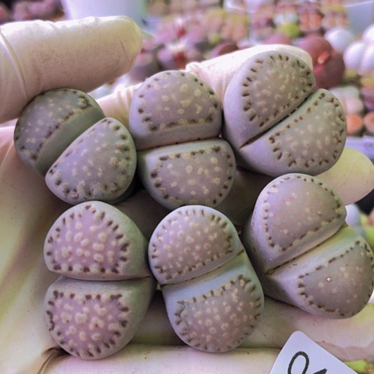 无花朵0465，开播福利优选大饼干2.9-3.1厘米