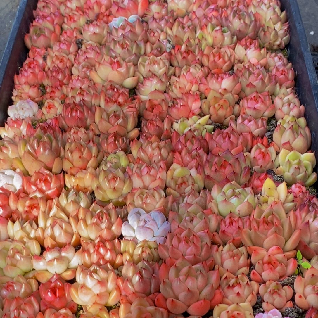 687多肉植物保护研究所所长助理