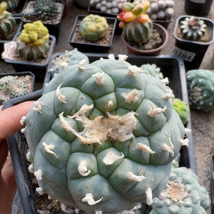 ?****鱼2033阶梯肋骨仙仙人球