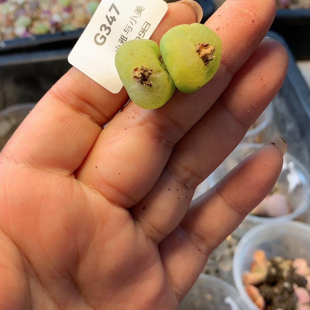 G347多肉植物保护研究所