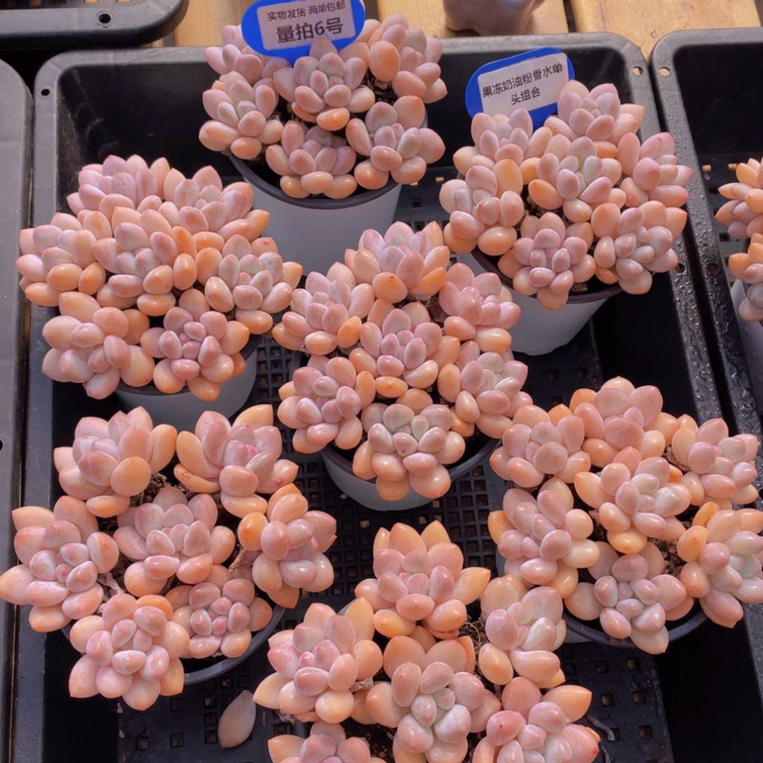 量拍6号 果冻奶油粉香水单头组合7个