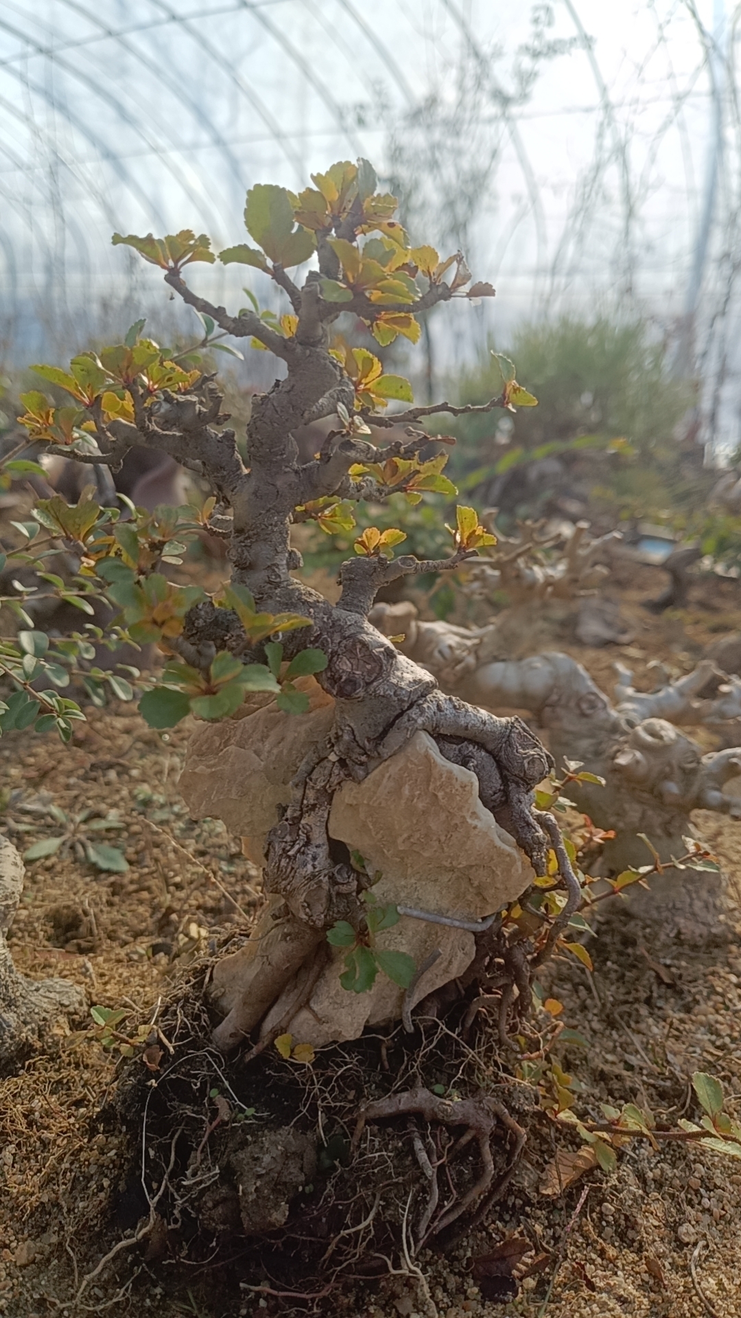 一物一拍，老鸦柿松柏盆景